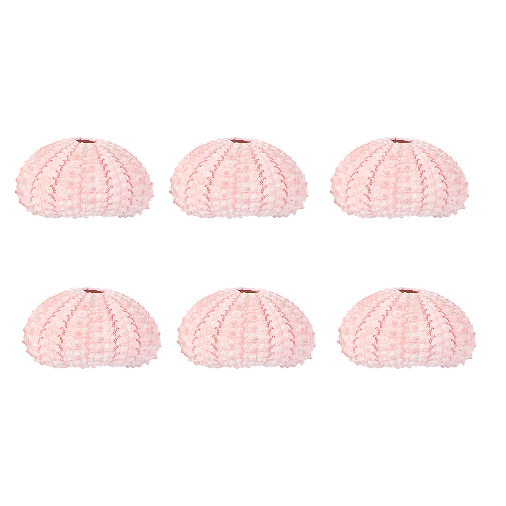 Aloe Vera Pot - Ouriço-do-mar para decoração de interiores, conchas