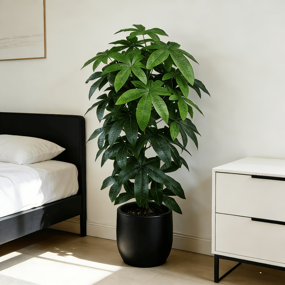 Monstera Adansonii - Árvore do Dinheiro Artificial Pachira Aquatica