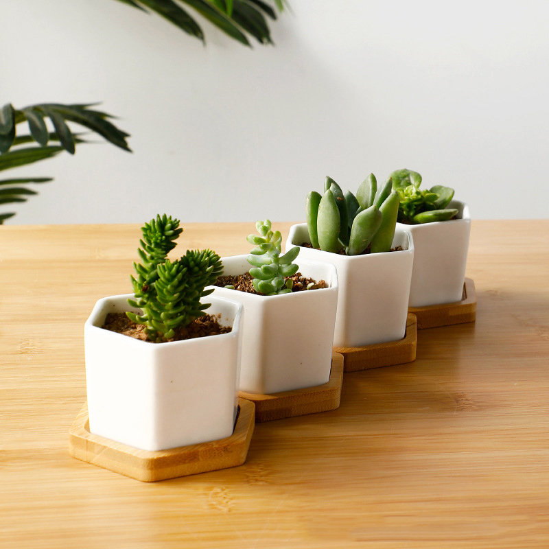 Panela Cerâmica Hexagonal Bran - Aloe Vera Pot avaliação e preço