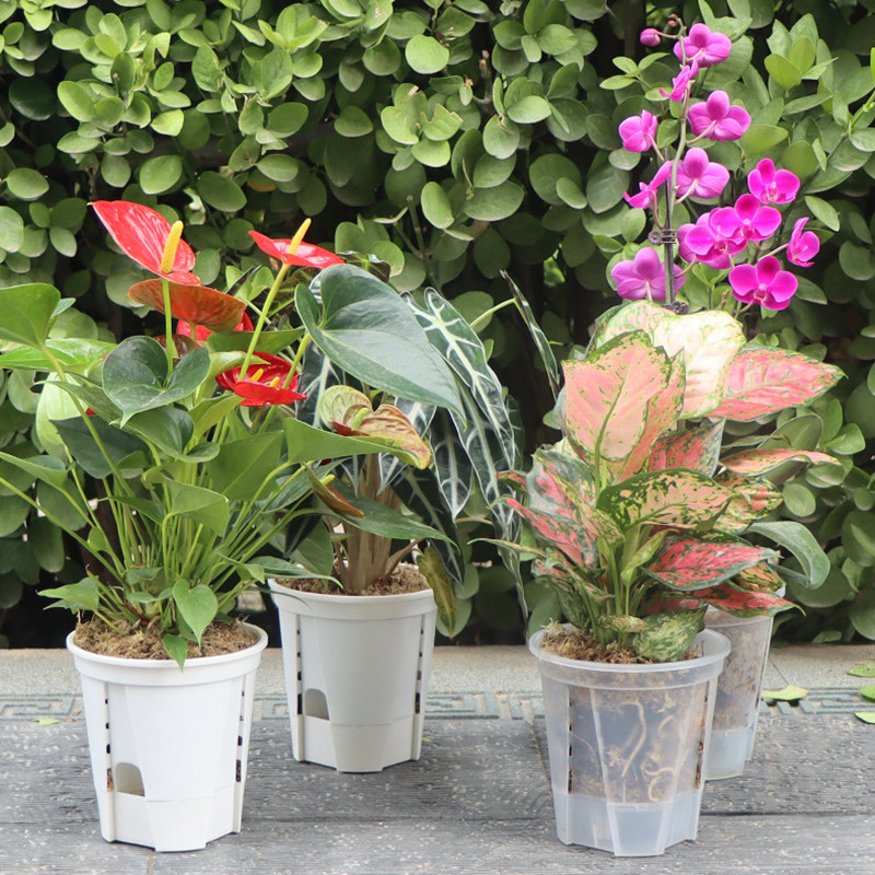 Transparente Plastic Orchid Po - Aloe Vera Pot avaliação e preço